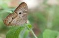 IMG_8994 butterfly resting